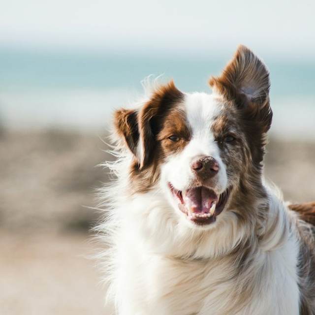 Australian shepherd smiling outdoors after play