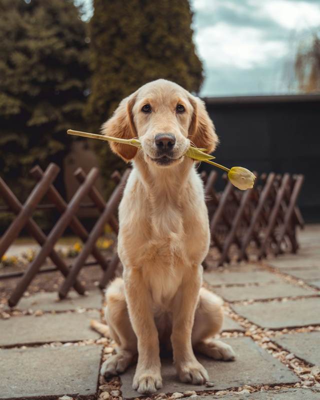 Golden retriever puppy sitting in a yard holding a flower in its mouth
