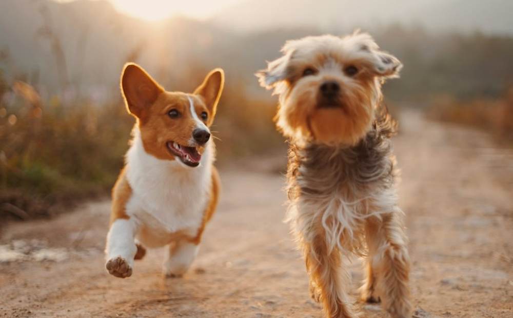 Two happy dogs running side by side, tails up, at a small-group dog sitting day in San Diego