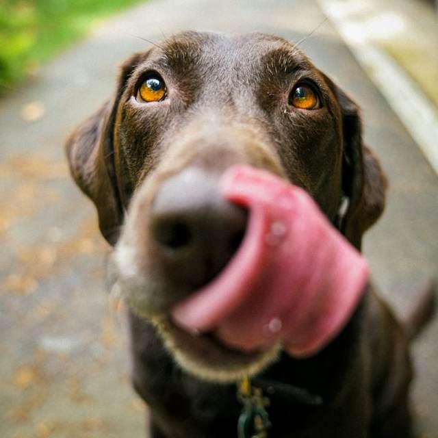 Chocolate Labrador licking its nose after a treat