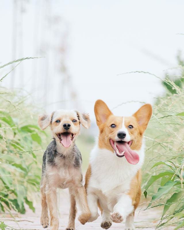 Corgi and terrier walking together with tongues out, happy at dog day care