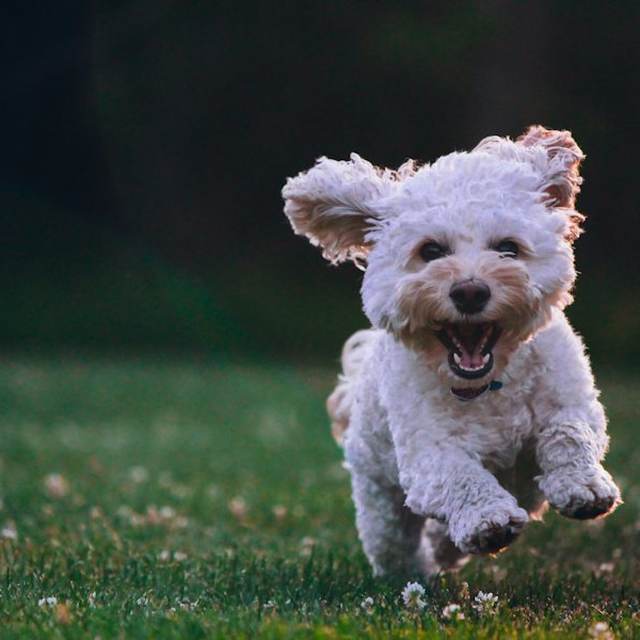 Small white fluffy dog running happily across green grass